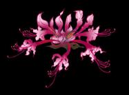moonlark logo